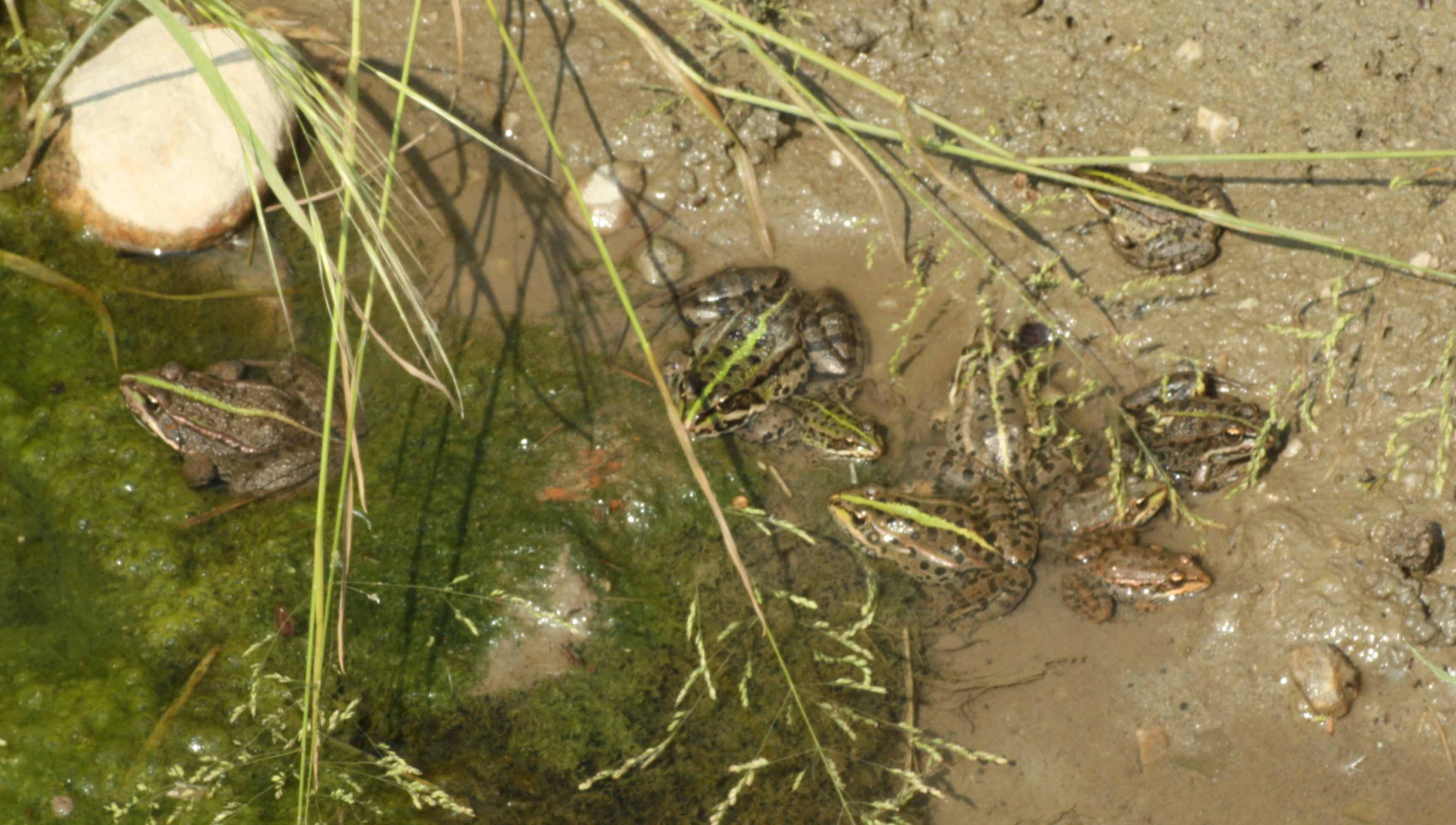 Tutte uguali ? e Ibridogenesi Pelophylax synkl. esculentus